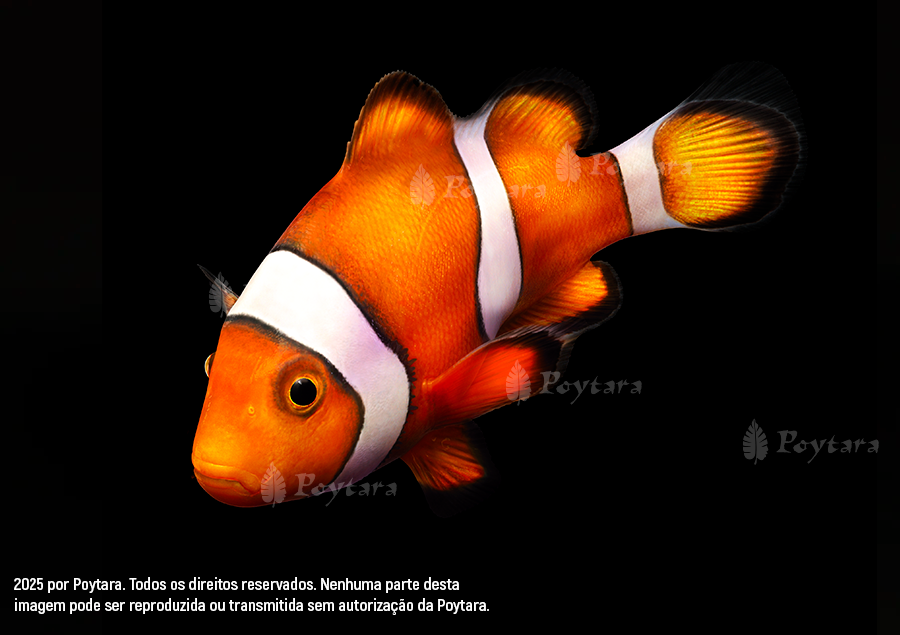 Imagem palhaço-marca